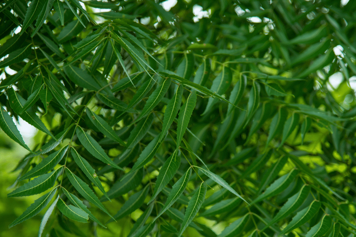 ayurvedic skin treatment